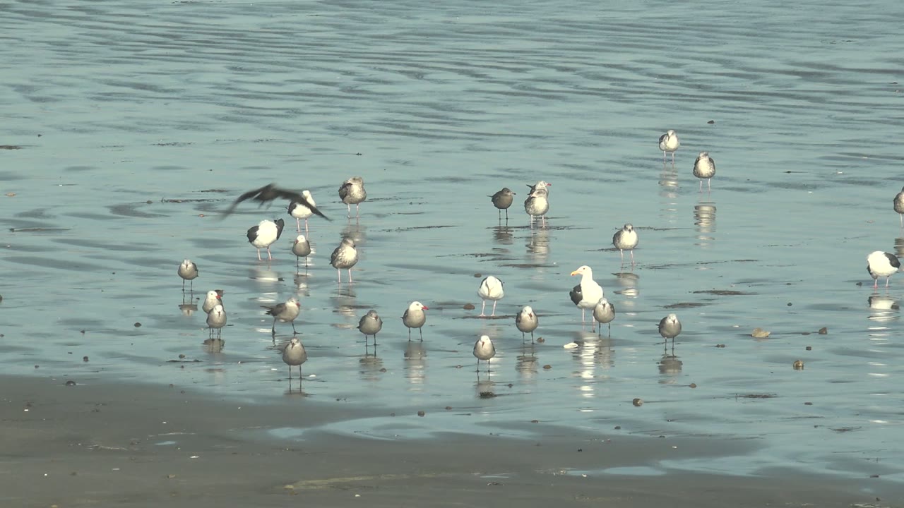 A gull flies low across the upper right of the frame as other seagulls remain scattered in shallow La Bocana water, with ripples and no visible people.