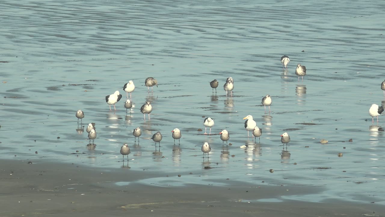 A cluster of seagulls stands in shallow water on wet sand at La Bocana, Baja California Sur, with soft reflections and no visible people.