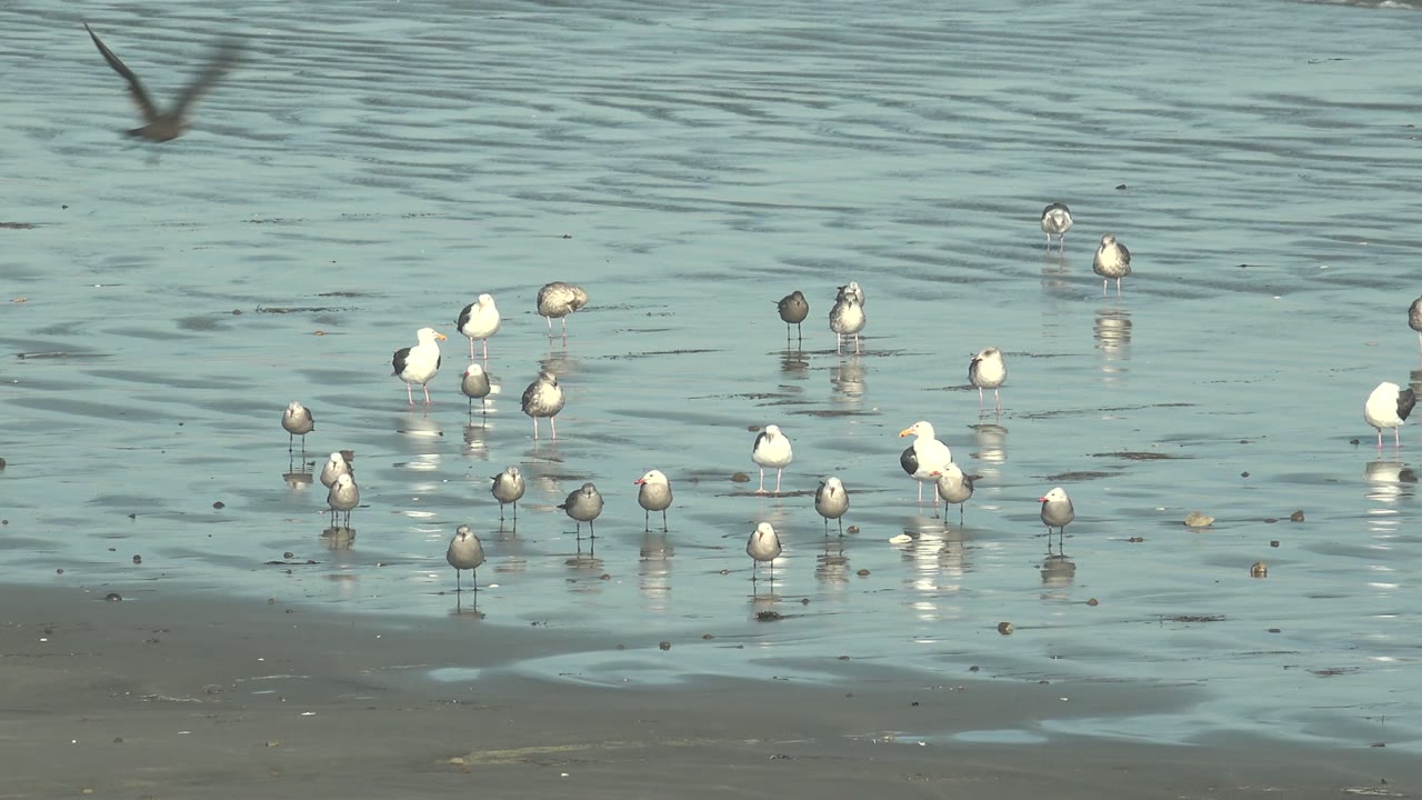 Flock of seagulls wading in calm beach water.