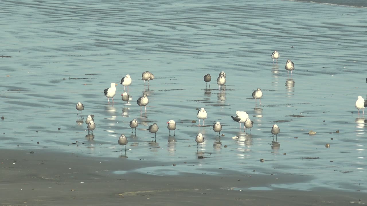 A gull flies across the upper part of the frame while the rest of the flock stands in shallow La Bocana beach water, with no visible people.