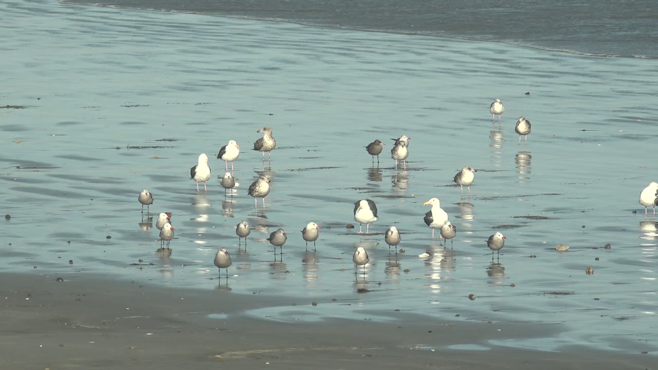 At La Bocana in Baja California Sur, seagulls stand scattered across shallow reflective water on wet sand, with low water behind them and no visible people.
