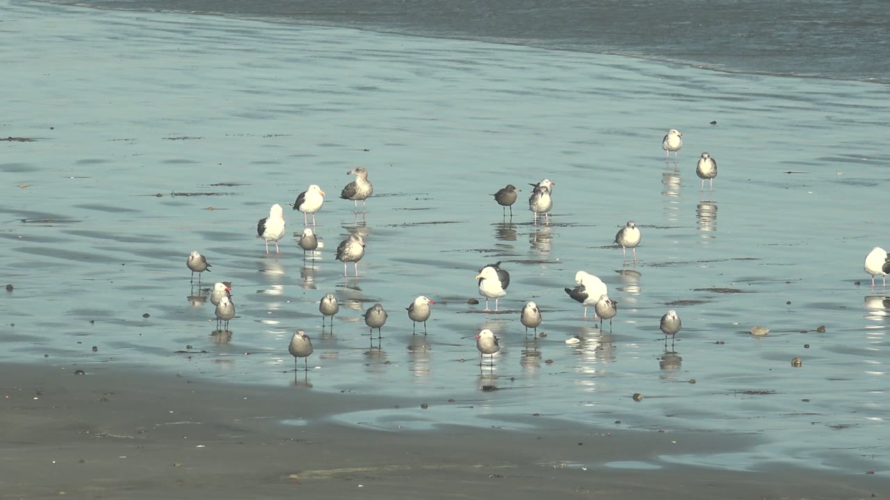 Cluster of seagulls wading on a reflective beach surface.