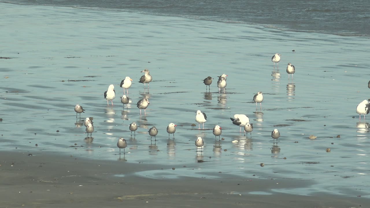 At La Bocana in Baja California Sur, white and gray seagulls gather in shallow coastal water, their reflections visible on the wet sand, with no visible people.