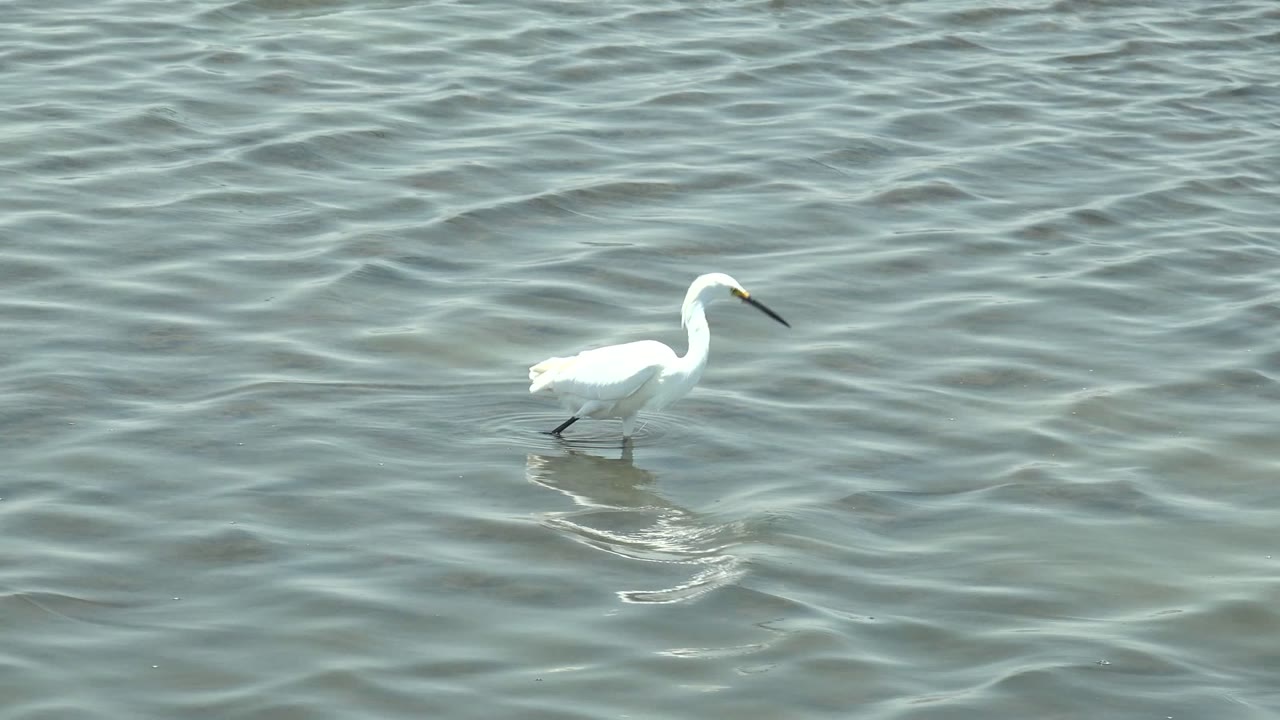 A white heron wades left to right through rippling shallow water in Guerrero Negro, Baja California Sur, Mexico, with its reflection below and no visible people.