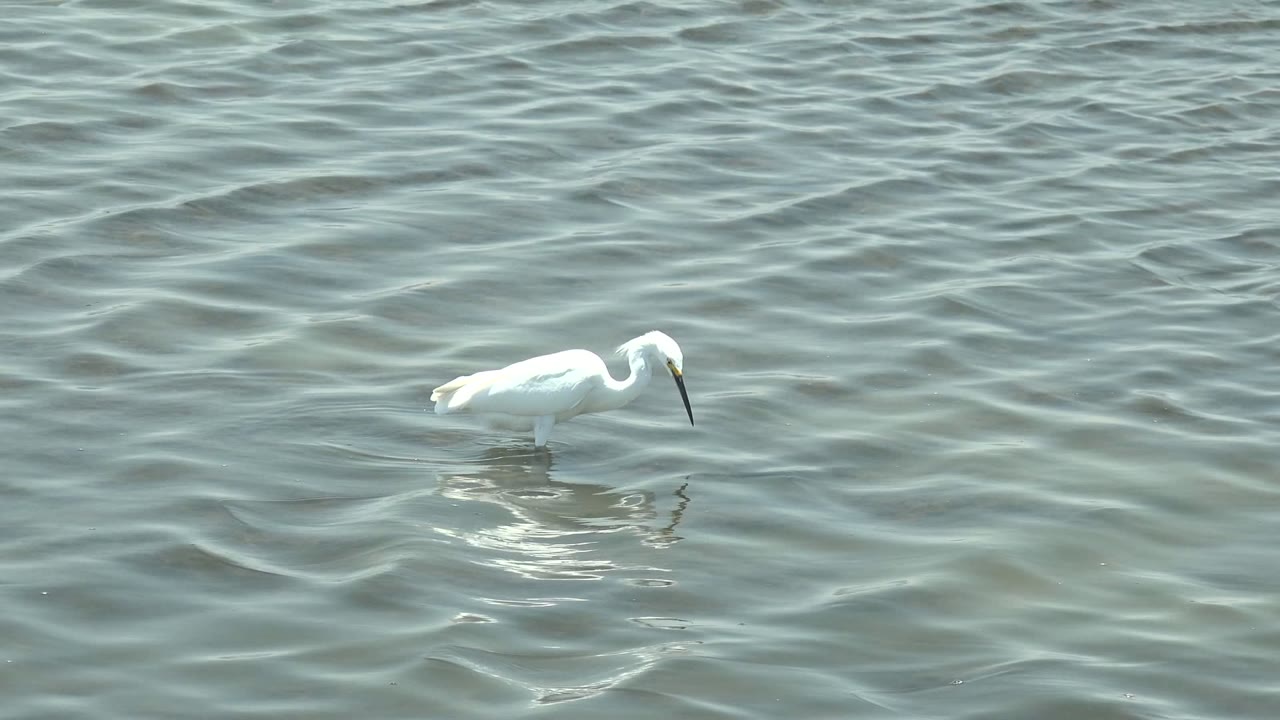 White heron lowering its beak toward shallow water.