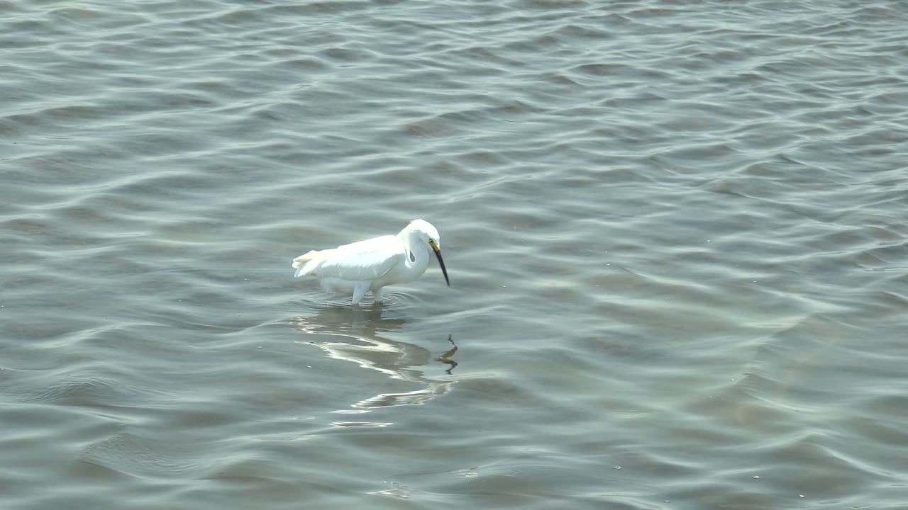 A white heron stands near the right side of the frame in Guerrero Negro, Baja California Sur, Mexico, surrounded by pale green ripples and no visible people.