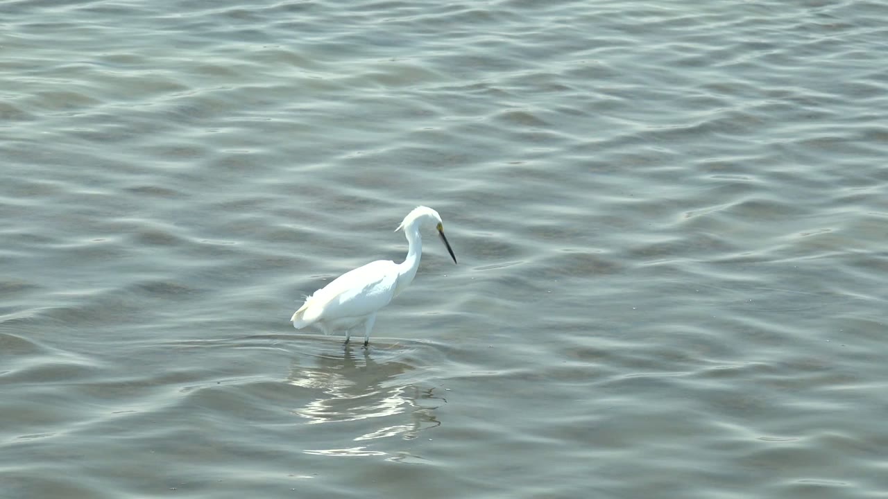 White egret stands near the left side of the frame in shallow rippling water in Guerrero Negro, Baja California Sur, with a faint reflection and no visible people.