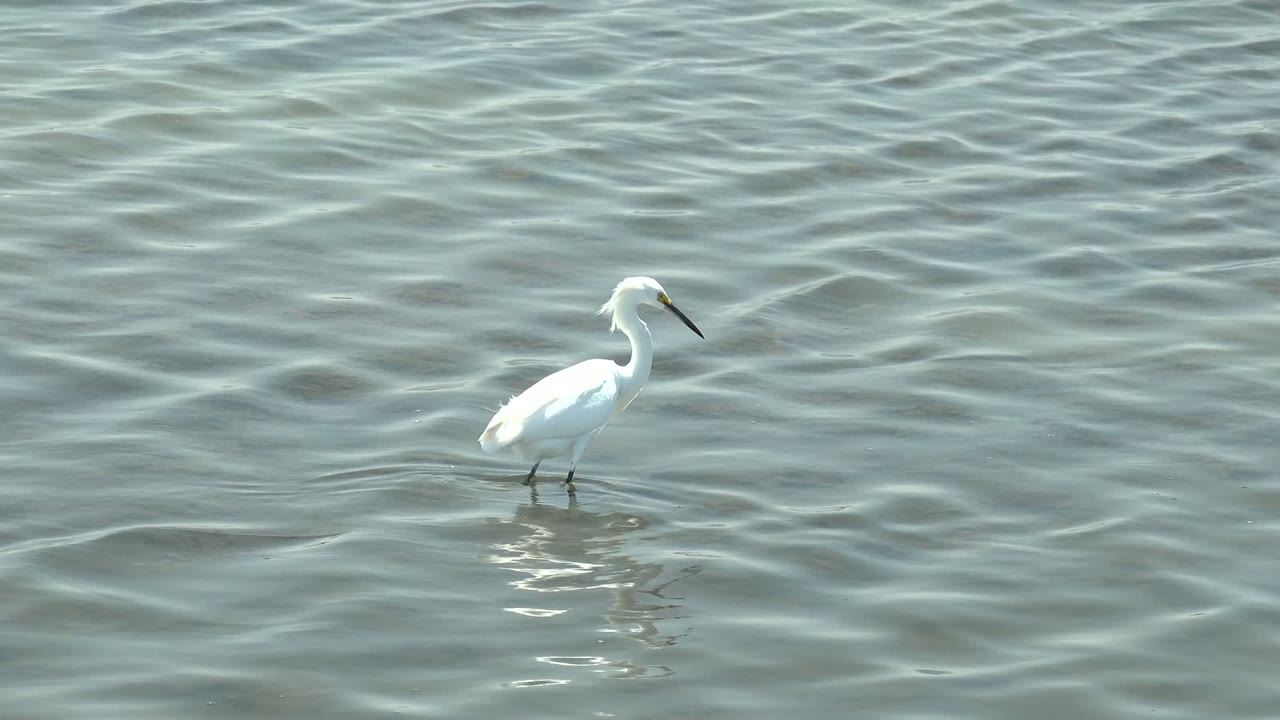White egret wading in gray-green water.