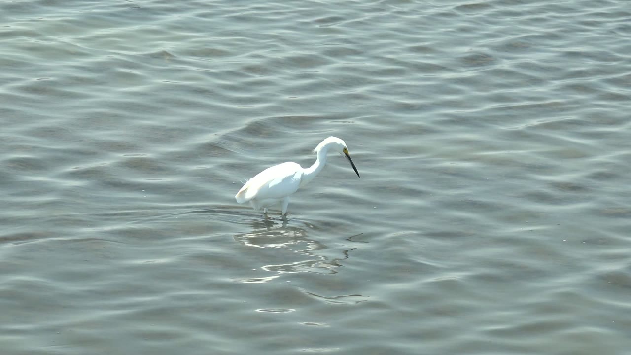 White egret stands toward the right of frame in Guerrero Negro, Baja California Sur, with bright white feathers reflected in the rippled water and no visible people.