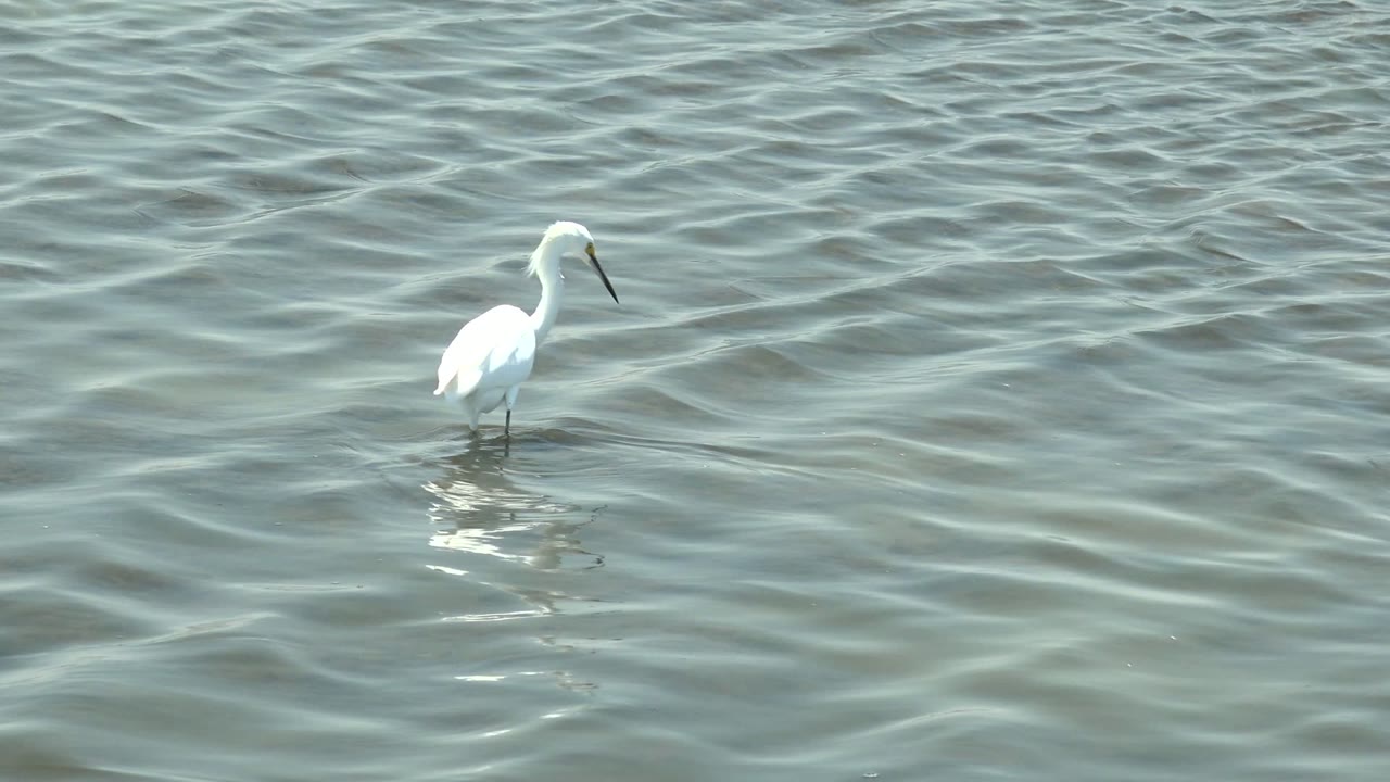 White egret stands left of center in rippled shallow water at Guerrero Negro, Baja California Sur, with a small reflection beneath it and no visible people.