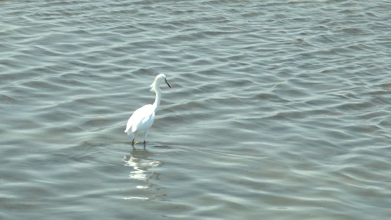 White egret wading in open rippled water.
