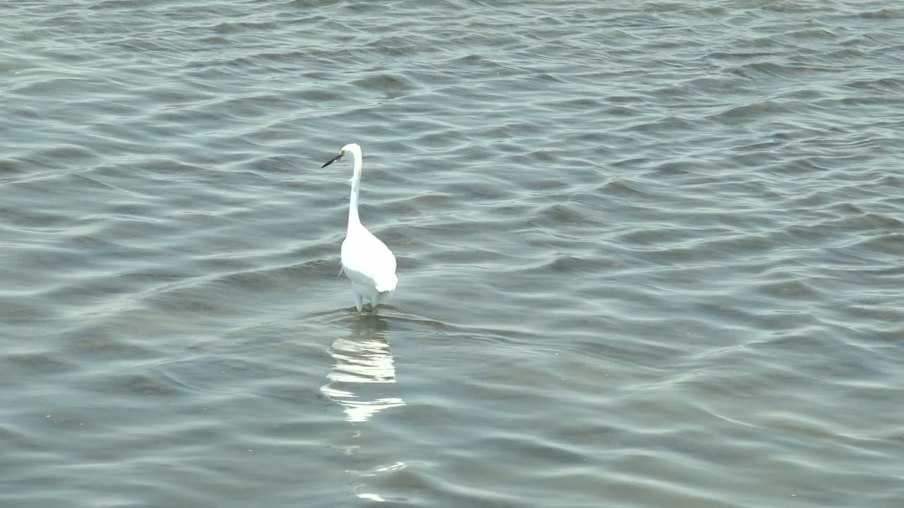 White egret appears toward the right side of the frame in shallow water at Guerrero Negro, Baja California Sur, with a brighter reflection below and no visible people.