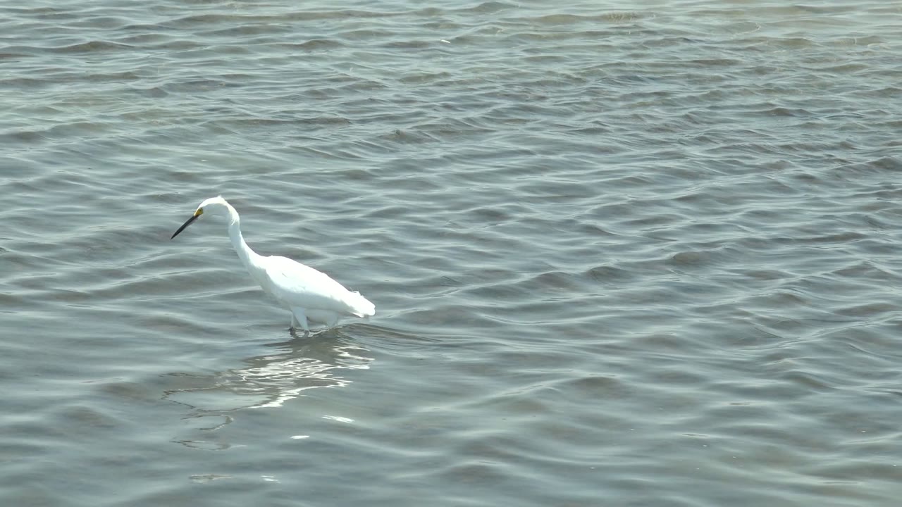 A white egret stands near the left side of rippled shallow water in Guerrero Negro, Baja California Sur, with no visible people.
