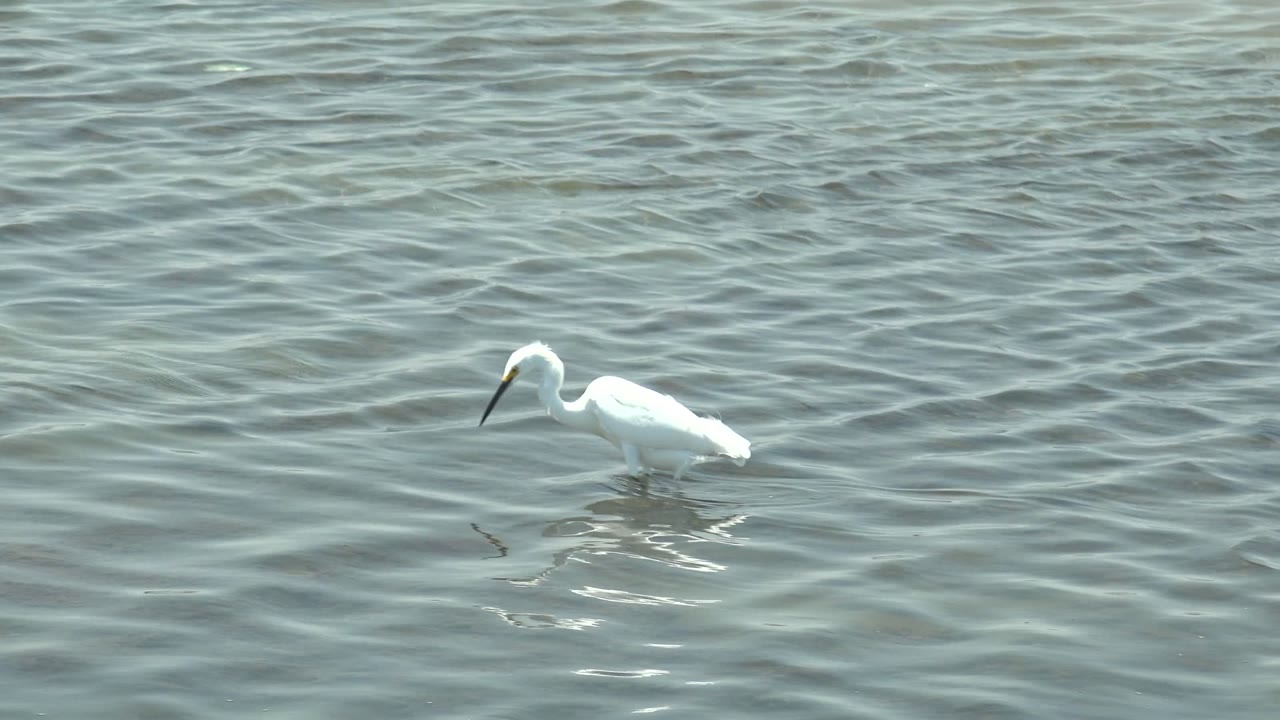 White egret leaning forward over shallow water.