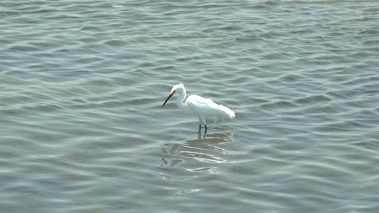 A white egret stands toward the right side of the frame in shallow Guerrero Negro water, with small bright reflections below it and no visible people.