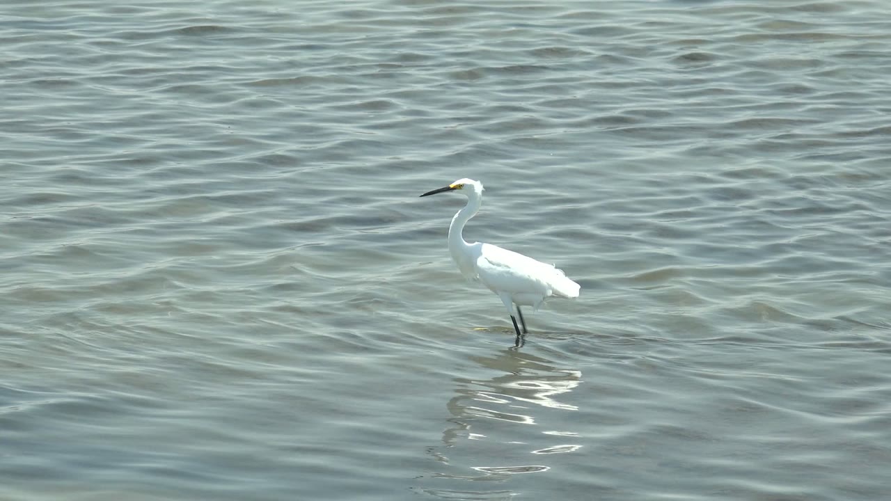 A white egret stands left of center in shallow rippled water in Guerrero Negro, Baja California Sur, with a small reflection below it and no visible people.