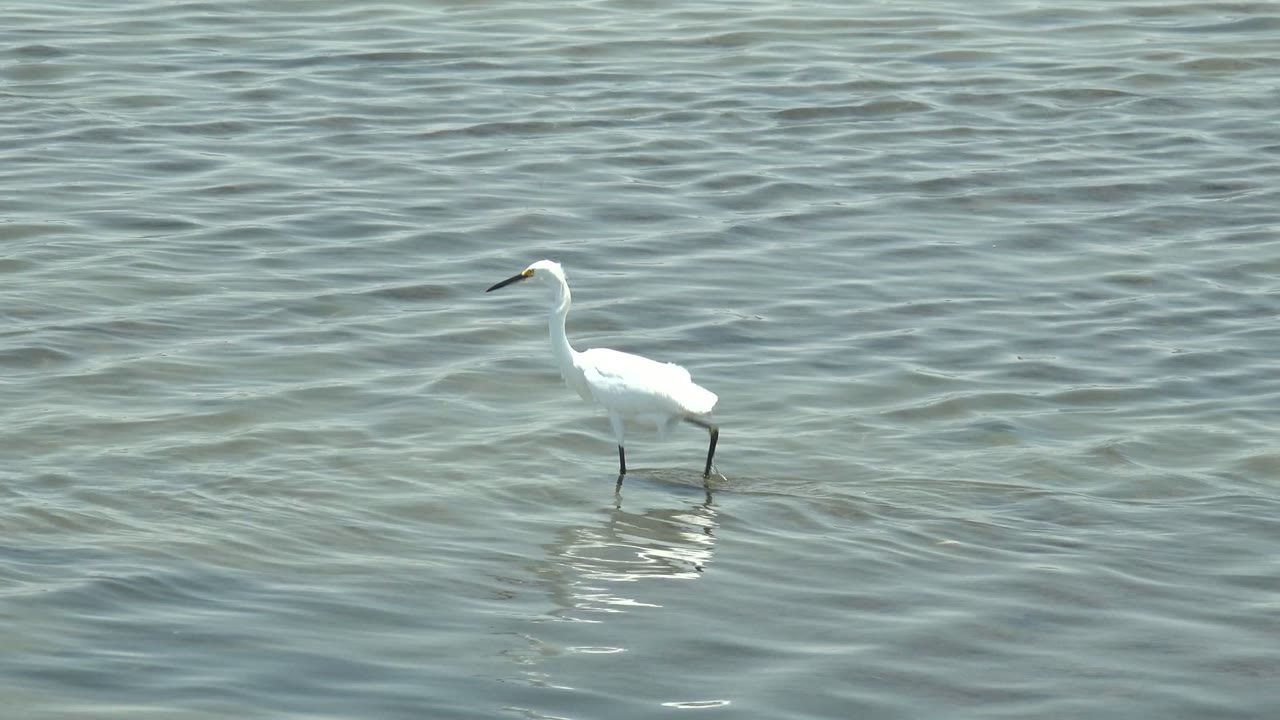 White egret wading through shallow water.