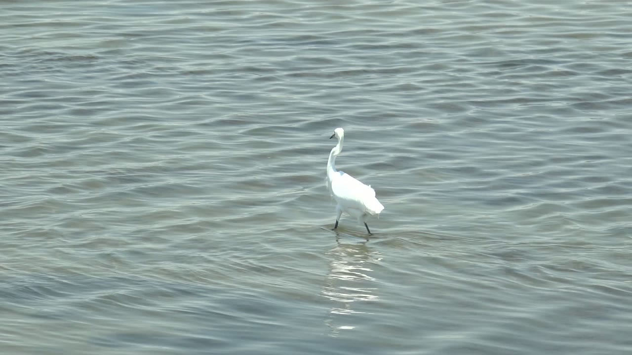 A white egret is framed toward the right side in pale shallow water in Guerrero Negro, with its body angled away, light ripples around its feet, and no visible people.