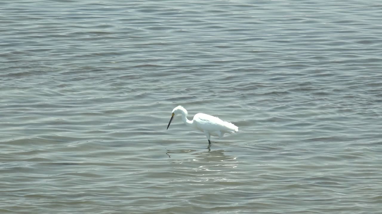 A white egret stands left of center in shallow rippling water in Guerrero Negro, Baja California Sur, Mexico, with its beak angled downward and no visible people.