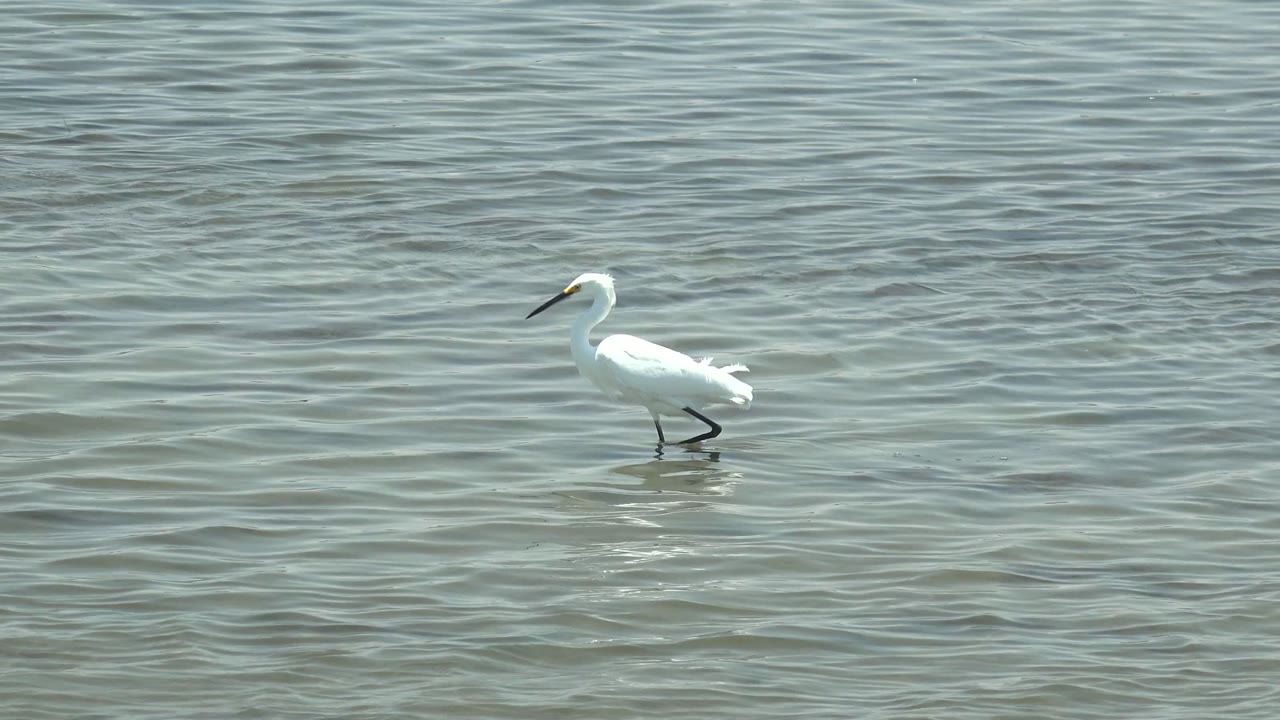 White egret wading through shallow water