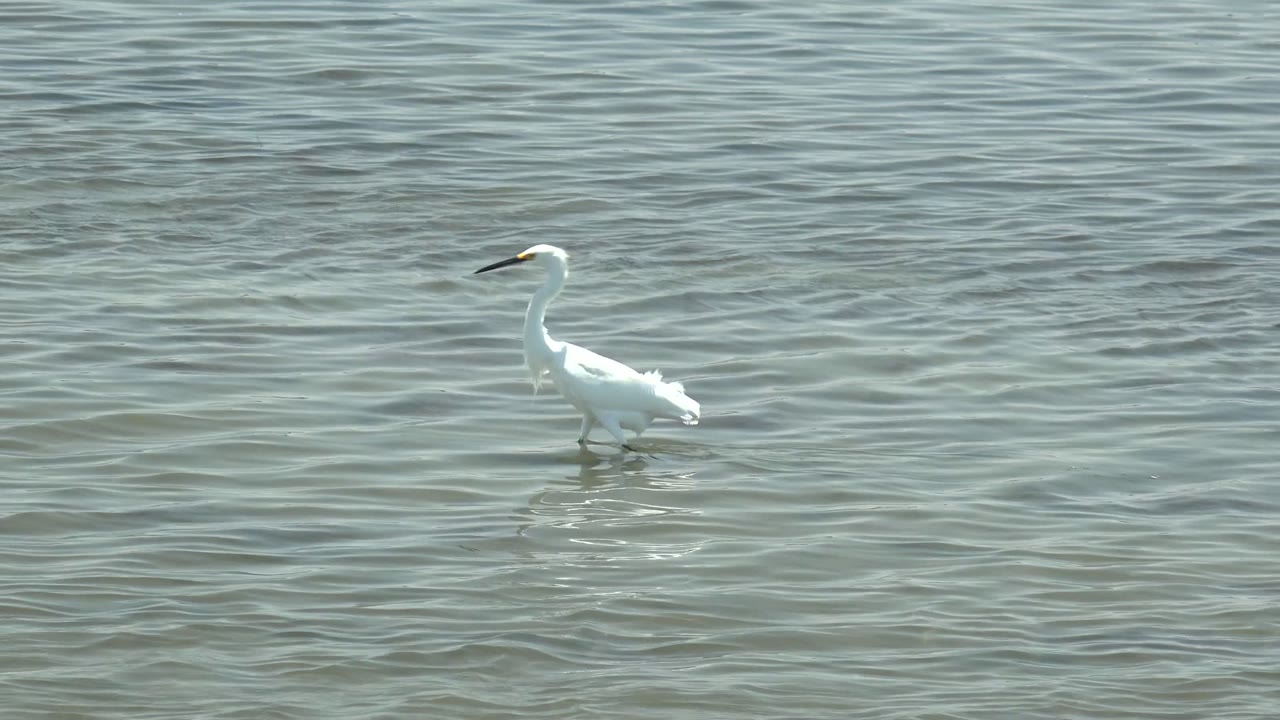 A white egret stands more upright in the shallow water at Guerrero Negro, Baja California Sur, Mexico, its beak held forward above textured ripples and no visible people.