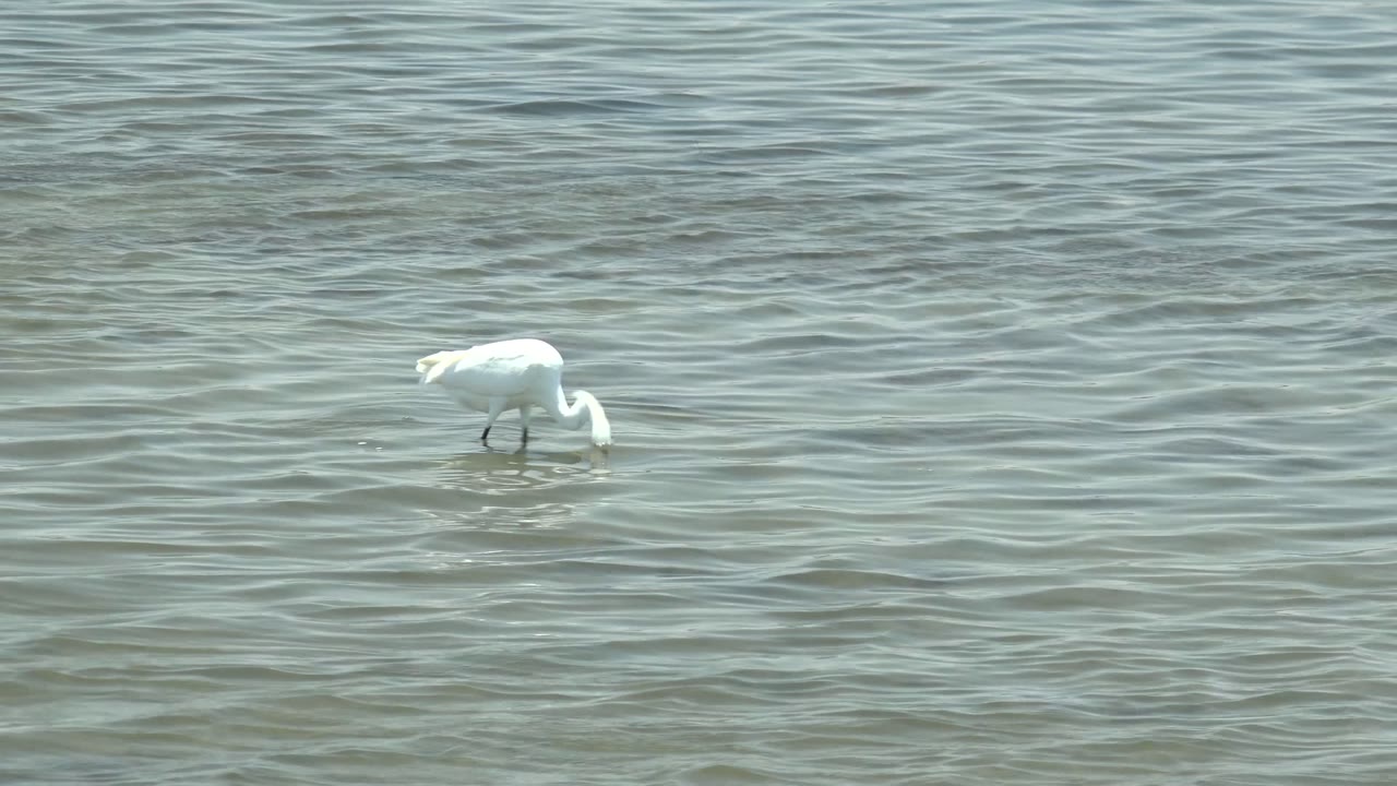 A white egret in Guerrero Negro, Baja California Sur, Mexico dips its beak into shallow rippled water, with no visible people.