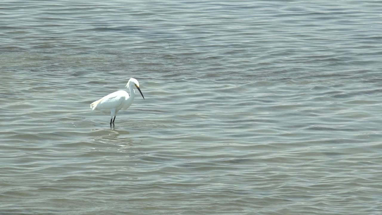 A white egret stands upright in Guerrero Negro shallow water, surrounded by pale ripples and no visible people.
