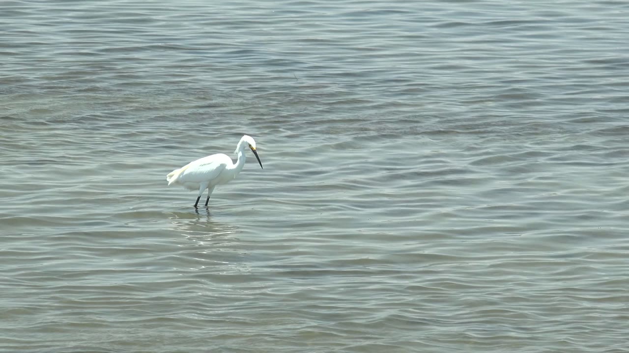 A white egret faces right while wading through rippled water in Guerrero Negro, Baja California Sur, Mexico, with no visible people.