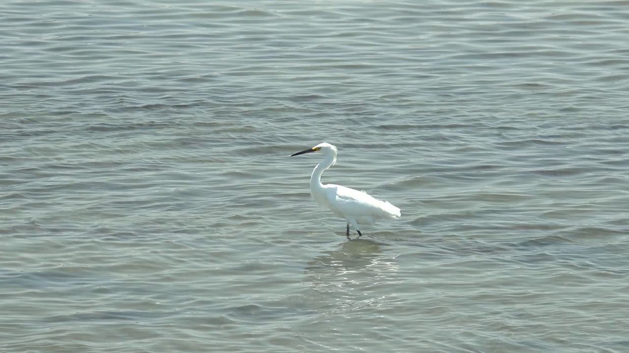 A white egret wades left of center through shallow rippled water in Guerrero Negro, Baja California Sur, with no visible people.