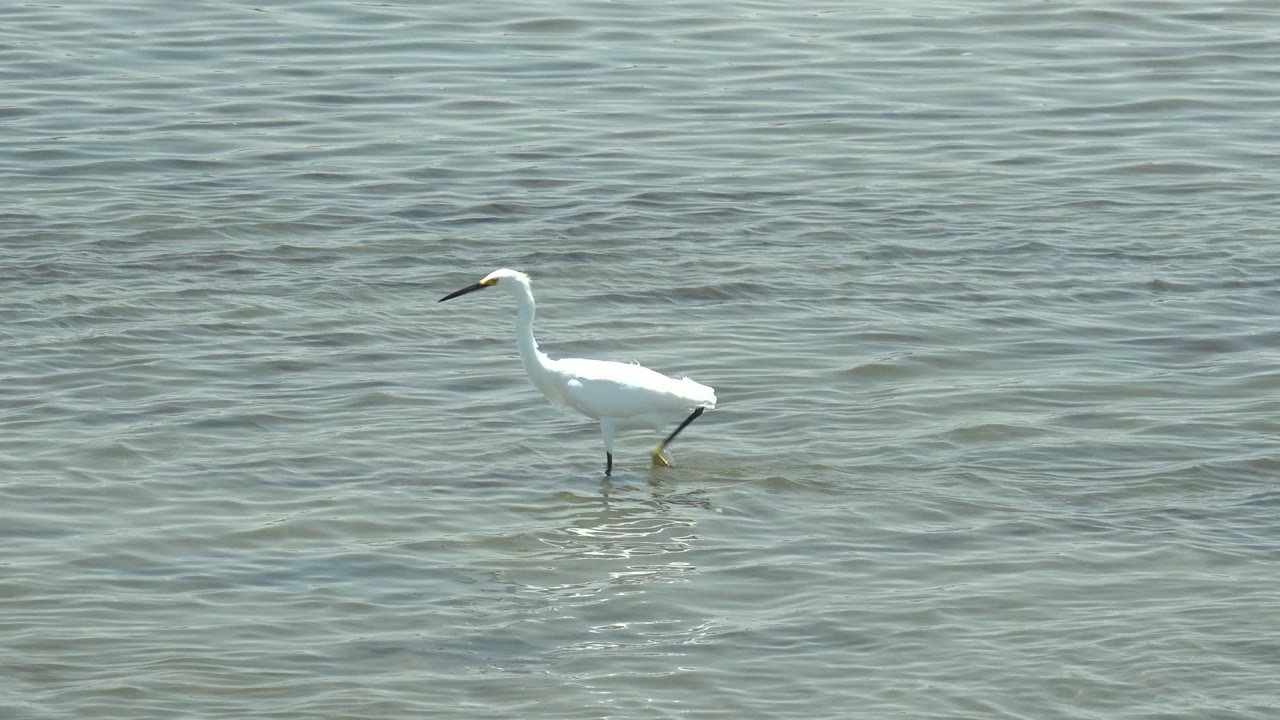 White egret standing in shallow water with ripples.