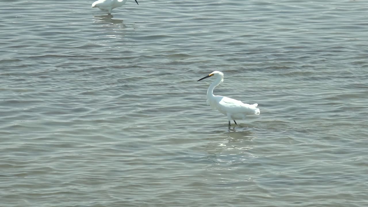 A white egret appears toward the right side of open shallow water in Guerrero Negro, Baja California Sur, with its white body bright against green-gray ripples and no visible people.