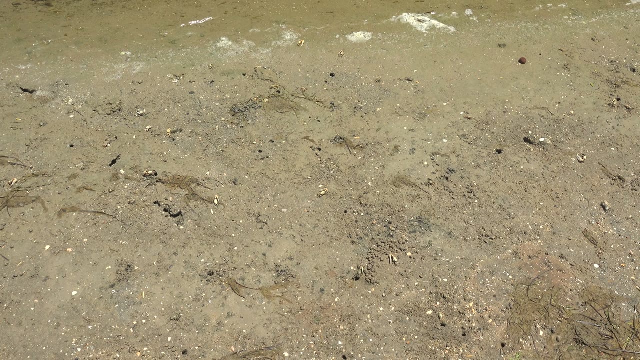 Wet sand and shallow water in Guerrero Negro, Baja California Sur, with scattered shells, small pebbles, dark seaweed strands, and no visible people at the opening moment.