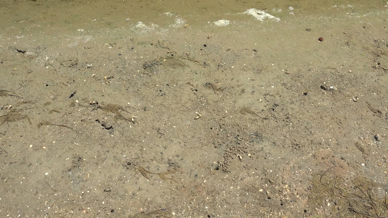 Shallow water over tan wet sand with scattered shells and dark seaweed.