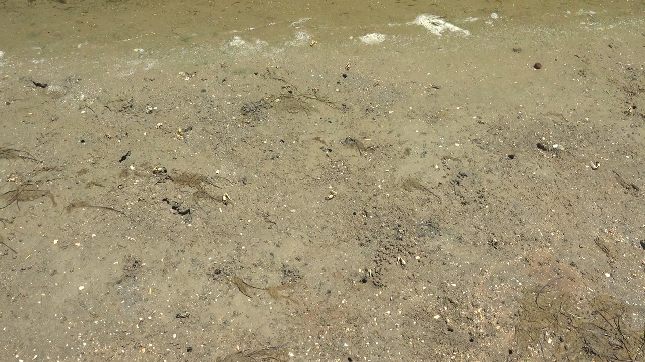 Subtle ripples cross wet beach sand in Guerrero Negro, Baja California Sur, around scattered shells, pebbles, seaweed fragments, and no visible people.