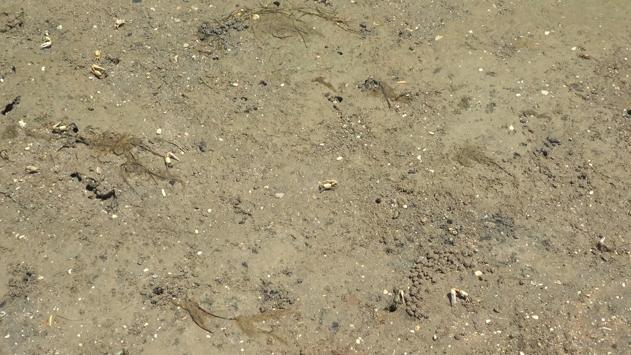 Opening close-up of a Guerrero Negro muddy shore surface with scattered shells, pebbles, dark organic debris, a small crab near the lower right, and no visible people.