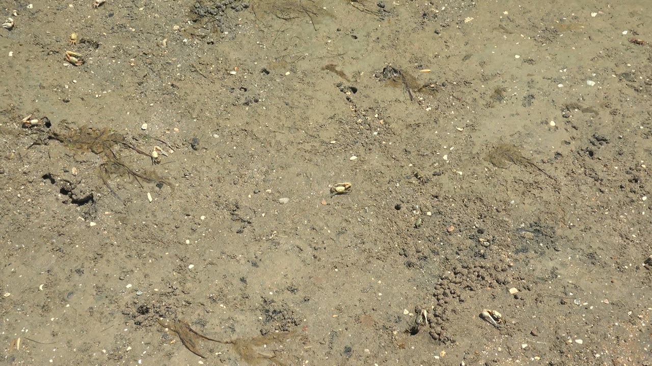 Muddy shore surface with shells, pebbles, dark strands, and a small crab near the upper right.