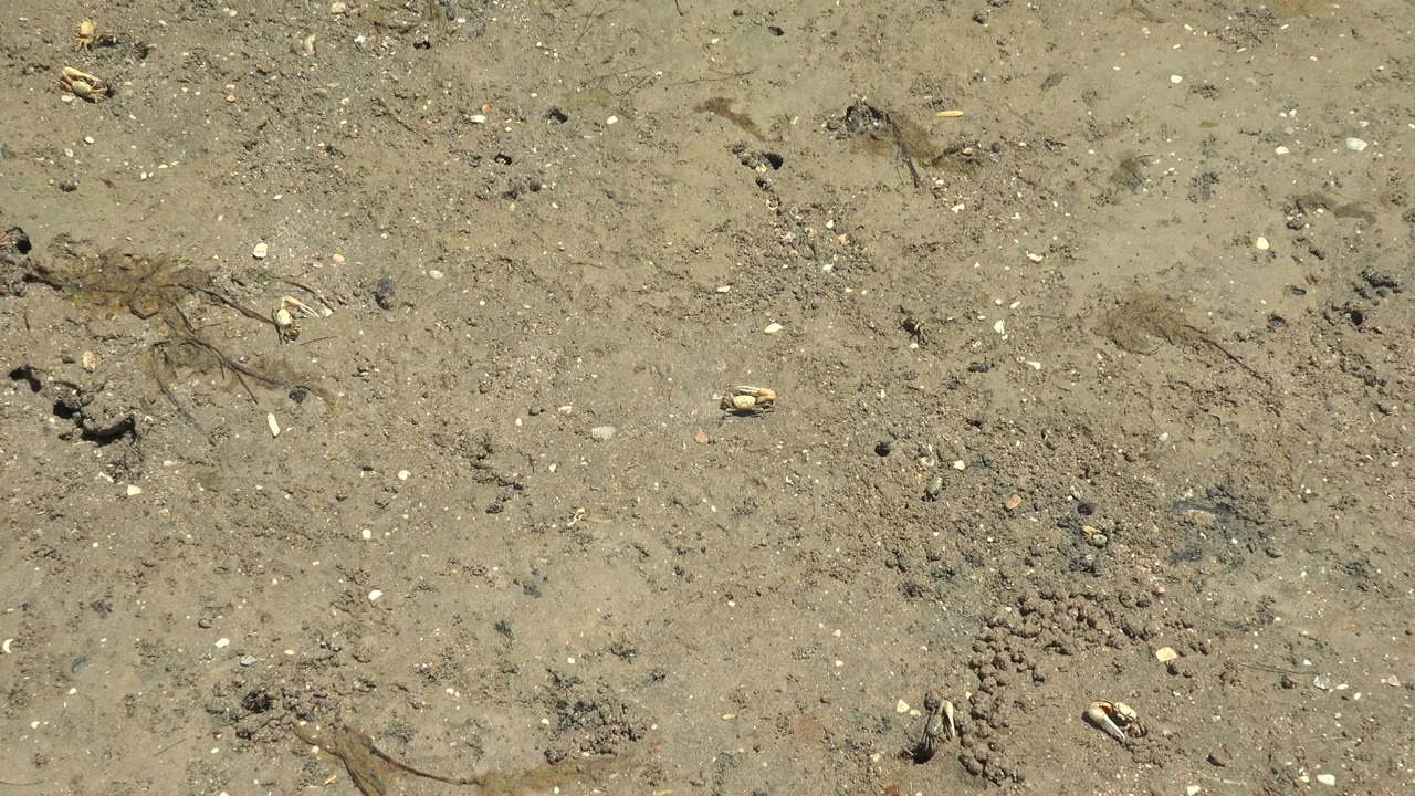 Third frame from Guerrero Negro shows a close view of wet sandy mud with shell pieces, pebbles, faint dark marks, small clumps, and no visible people.