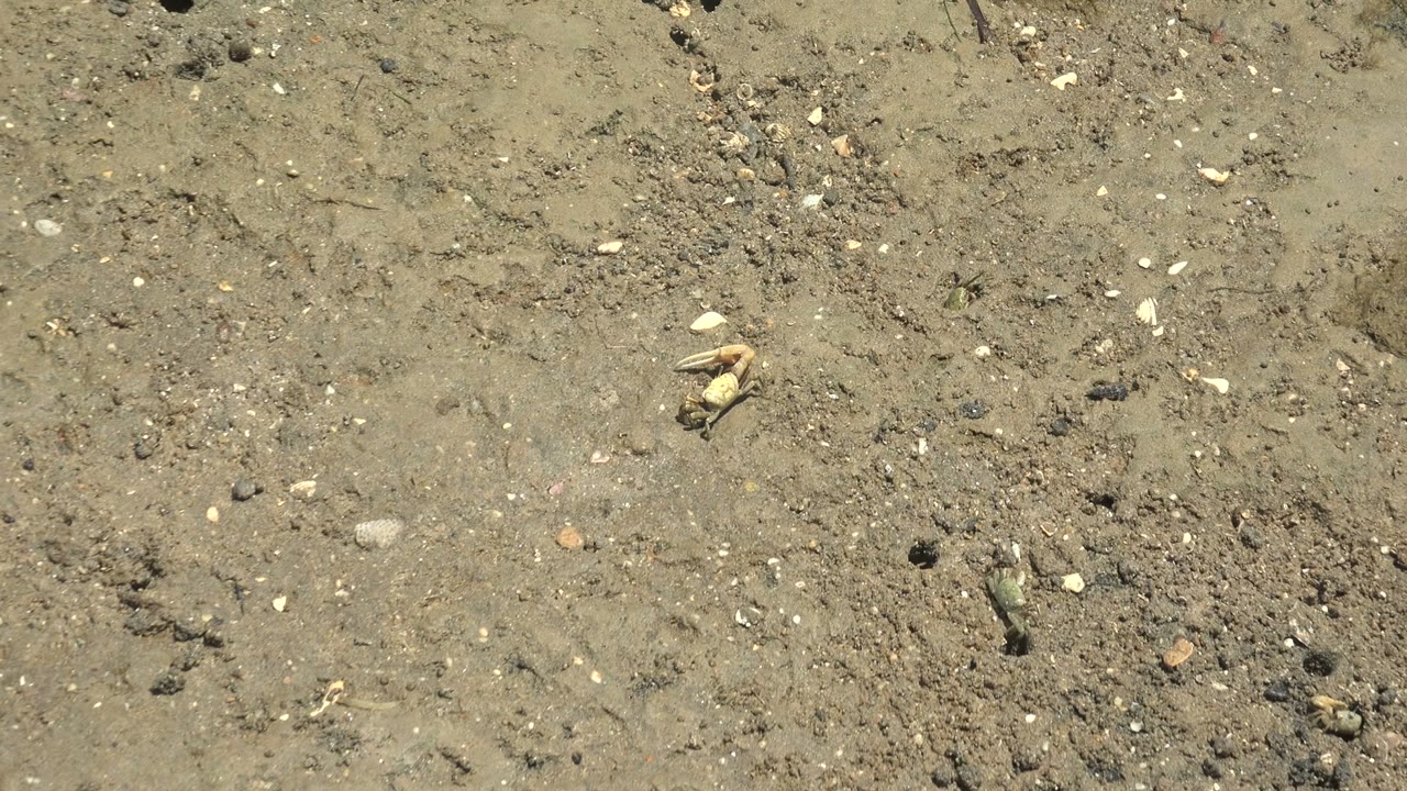 A small pale crab appears near the upper right of a muddy Guerrero Negro ground surface with shell fragments, pebbles, and no visible people.