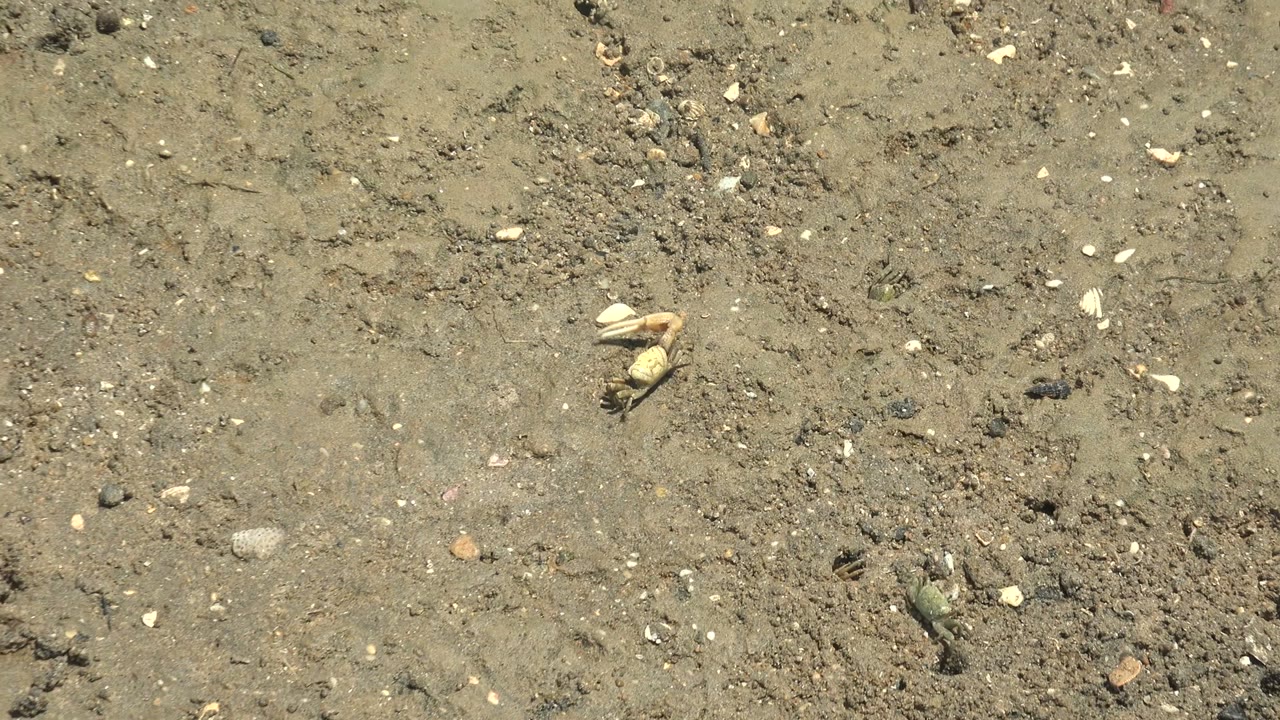 Crab on beige gray mud beside scattered shells and small rocks.