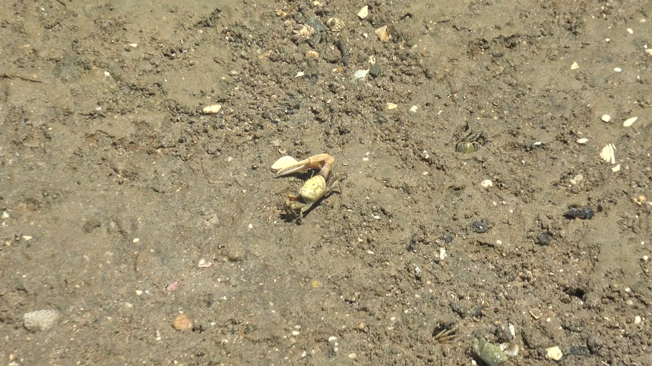 A crab crawls across the muddy Guerrero Negro surface with a green pebble or debris piece to one side, pale shell fragments nearby, and no visible people.