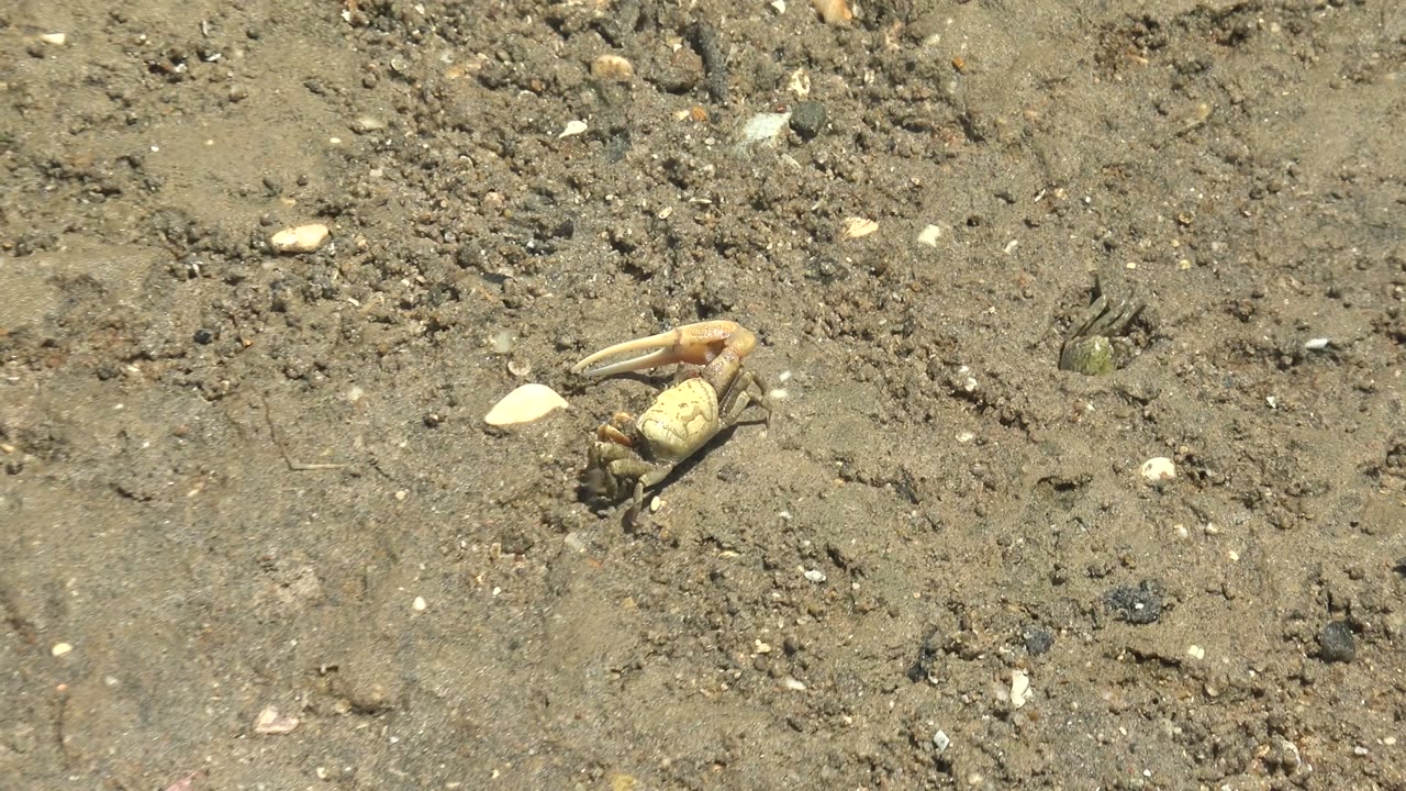 Closer crab with one large claw on wet-looking muddy ground.