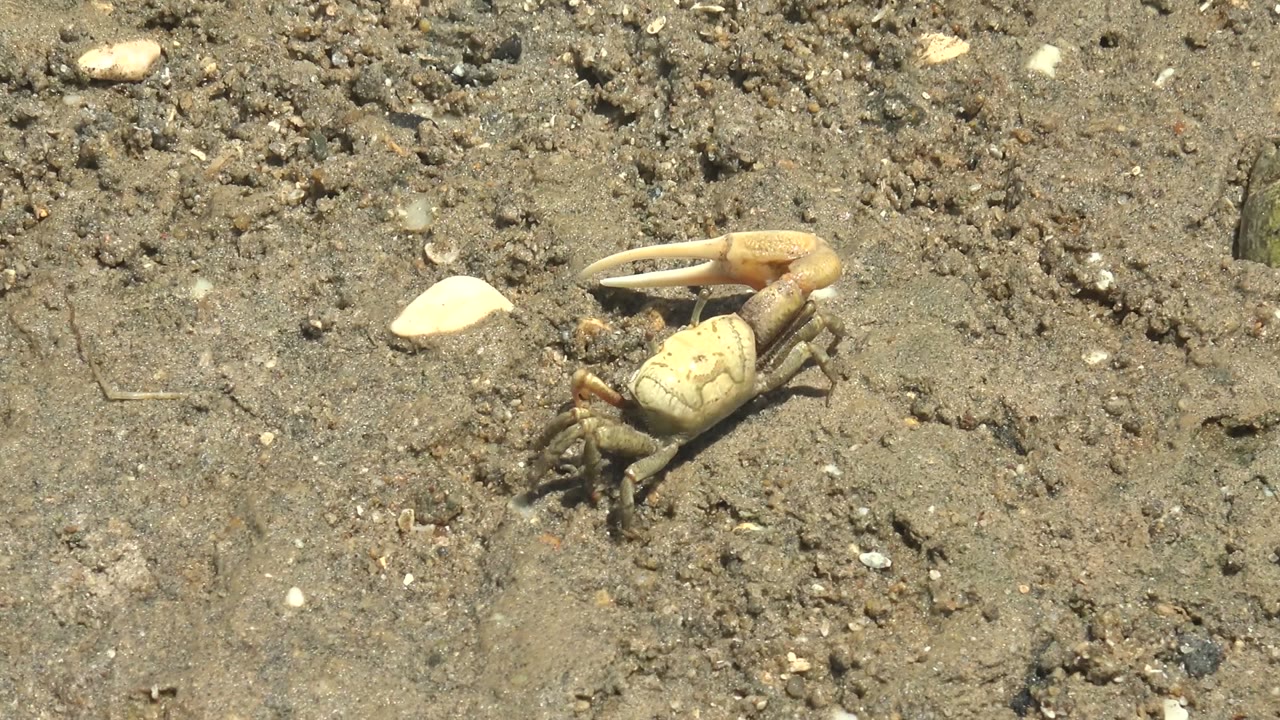 A pale fiddler crab in Guerrero Negro, Baja California Sur stands on gritty sandy ground with its large claw angled left and no visible people.