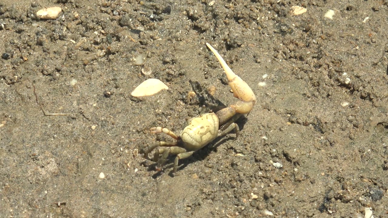 Fiddler crab on sand with its large claw lifted upward.