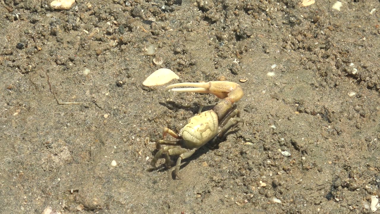 A close view of the fiddler crab on Guerrero Negro sand shows the pale claw extended beside a small white shell piece and no visible people.