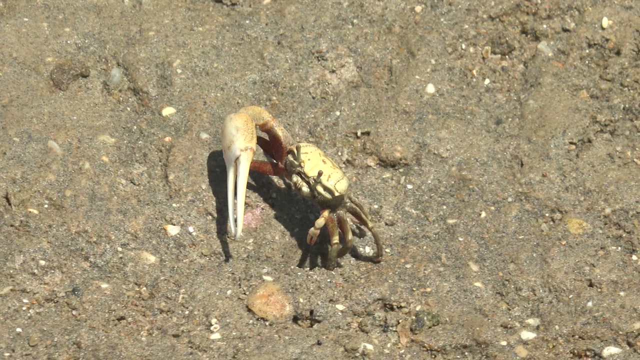 A crab in Guerrero Negro, Baja California Sur holds a large pale claw open over sandy pebbles and small shells, with no visible people.