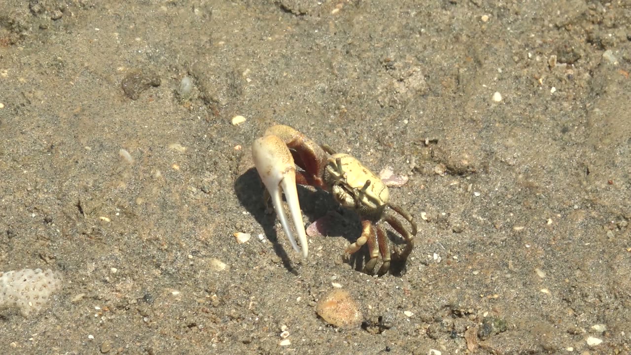Crab claw partly open over wet sand and shells