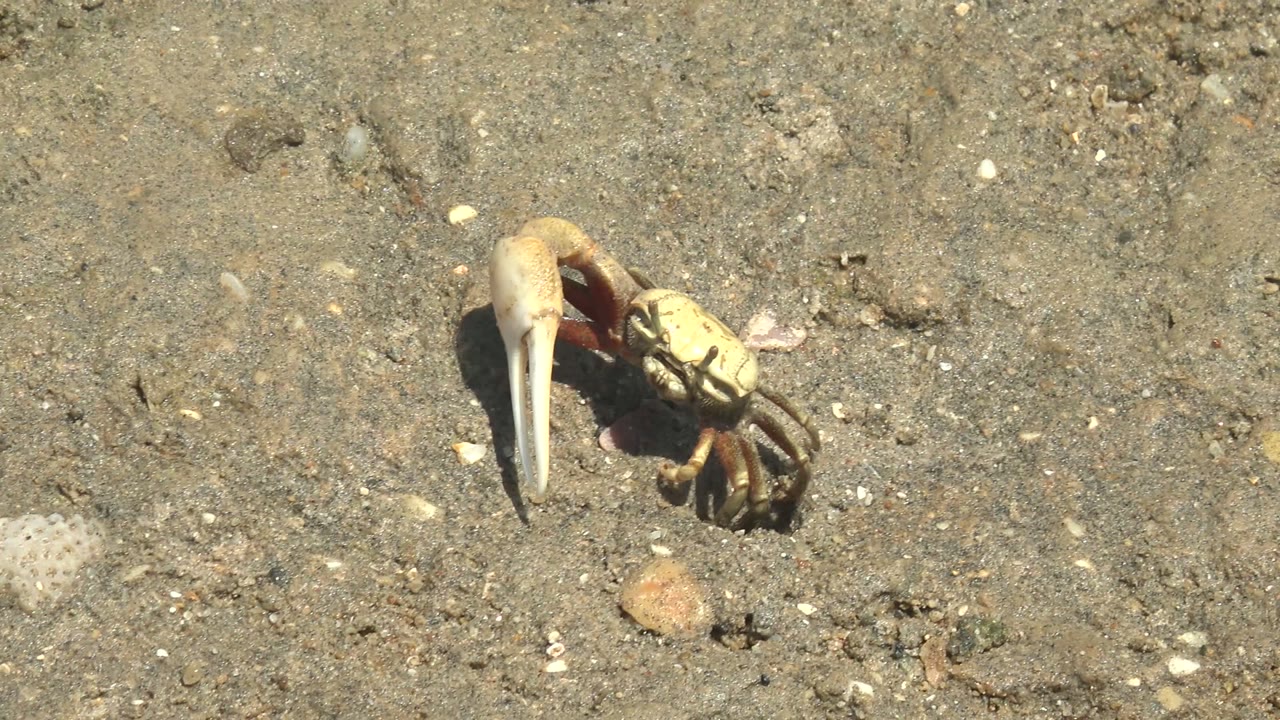 A close view in Guerrero Negro shows the crab on compact sand with its large pale claw angled forward beside scattered pebbles, with no visible people.