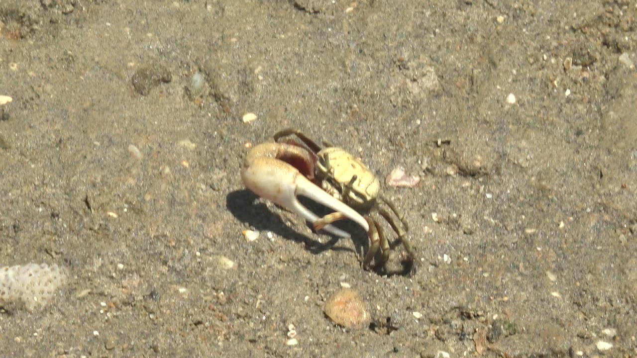 At 0:00, a small crab with one large pale claw stands on sandy ground in Guerrero Negro, Baja California Sur, with scattered pebbles and shell fragments and no visible people.