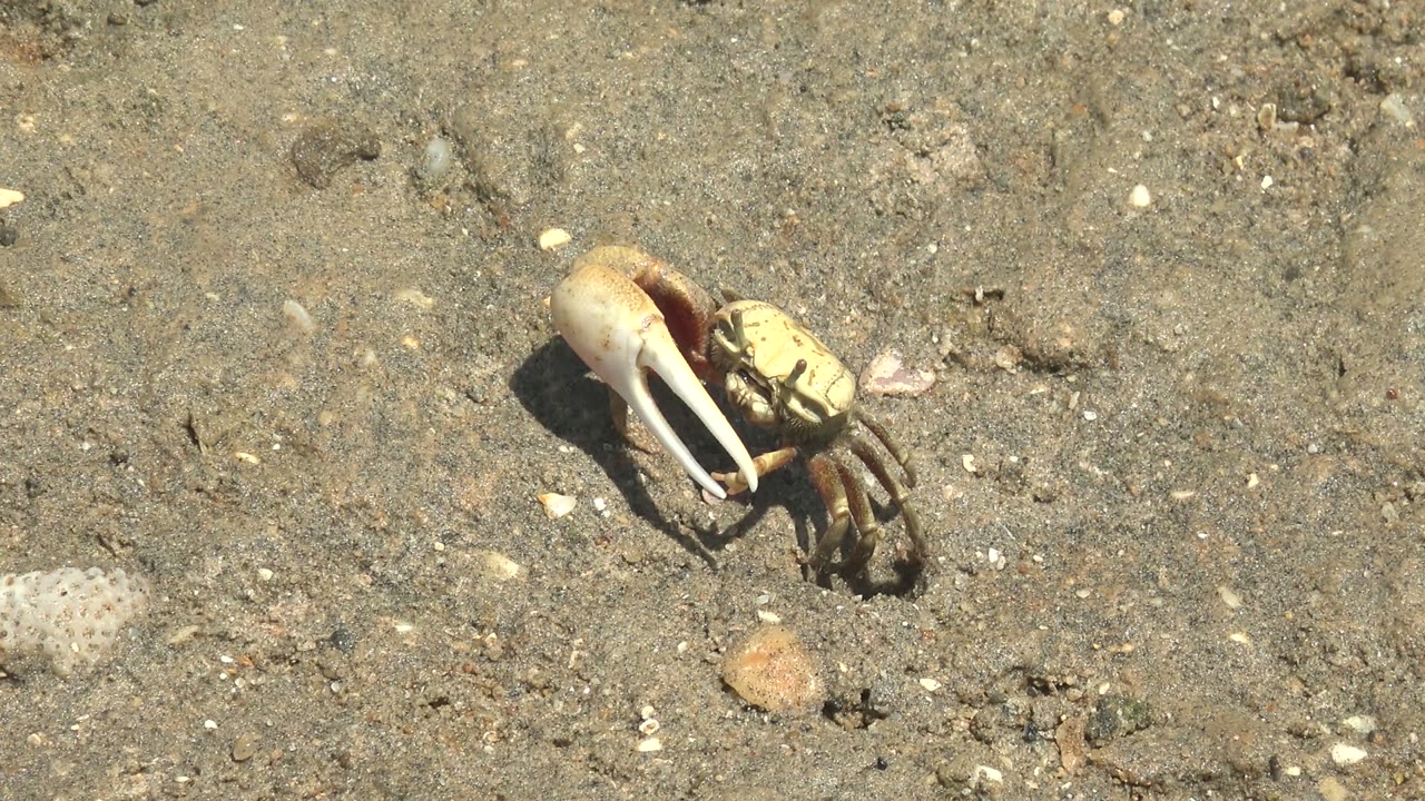 Crab holding its large claw over sand and shell fragments