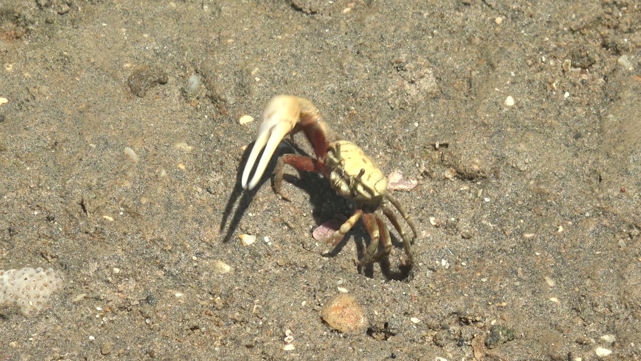 At 0:02, the crab's oversized claw appears more upright while its legs rest on the sandy surface in Guerrero Negro, Baja California Sur, with no visible people.
